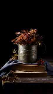 小草高清摄影图片