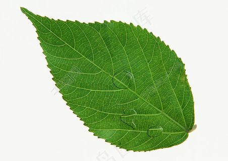 水珠  树叶 水珠  树叶