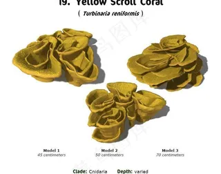 RS19 Turbinaria r...