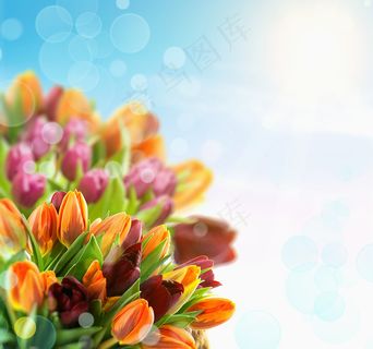 郁金香花束背景图