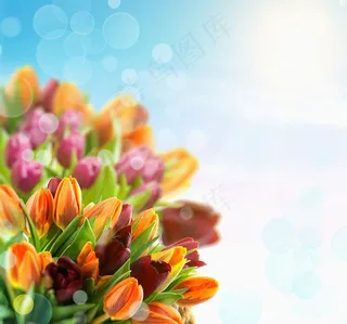 郁金香花束背景图