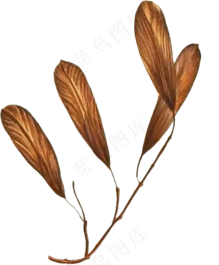 手绘四片树叶的树枝透明植物素材