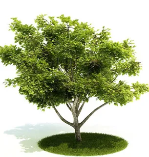 植物国外精品装饰素材免费下载3d装...