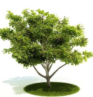 植物国外精品装饰素材免费下载3d装...