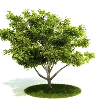 植物国外精品装饰素材免费下载3d装...