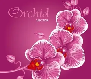 美丽的花朵背景01矢量