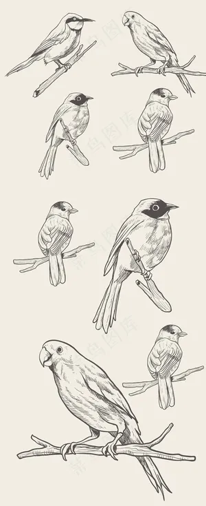 鸟类集锦素描简笔画设计元素 鸟类集锦素描简笔画设计元素