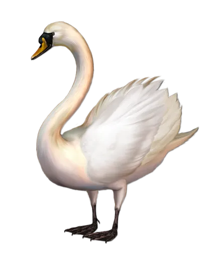 免抠png图片ps素材天鹅