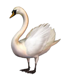 免抠png图片ps素材天鹅