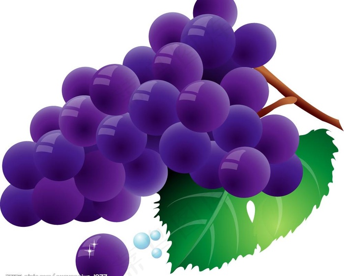 矢量葡萄图片