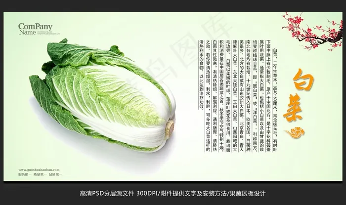 蔬菜展板设计白菜海报招贴广告设计psd模版下载
