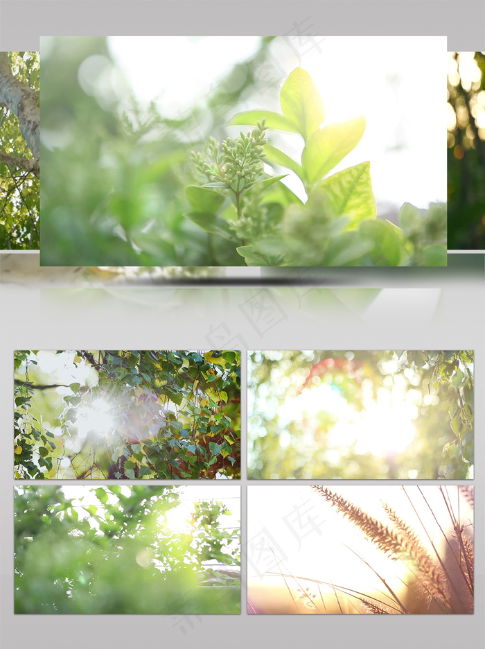 清新阳光草丛升起唯美浪漫意境