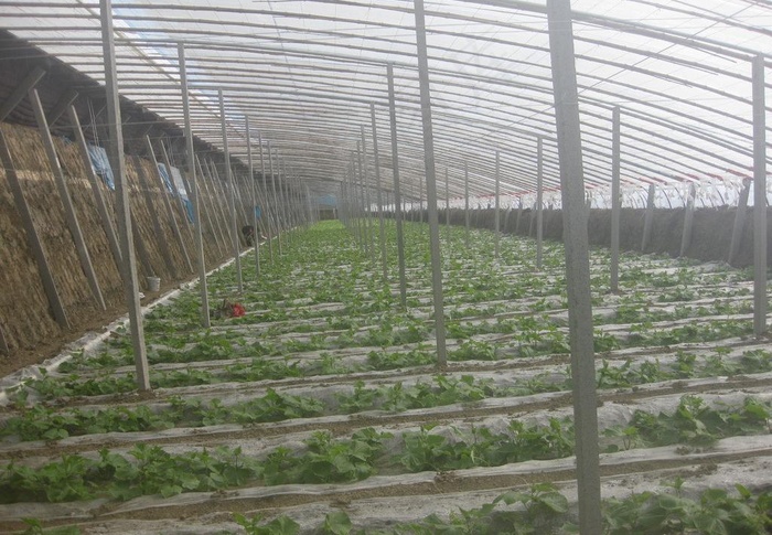 大棚蔬菜图片