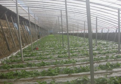 大棚蔬菜图片
