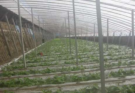 大棚蔬菜图片