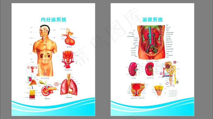 医院解剖图 （注解剖图未分层）图片cdr矢量模版下载