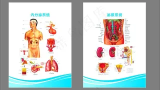医院解剖图 （注解剖图未分层）图片