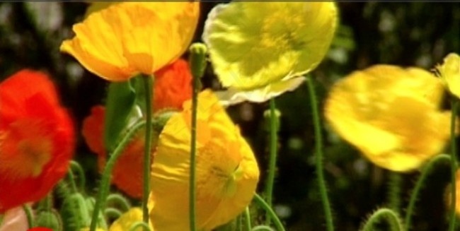 鲜花实拍