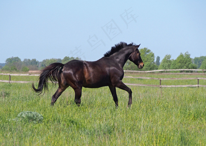 草坪上的黑色马图片