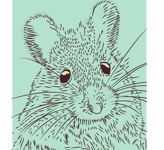 土拨鼠卡通老鼠