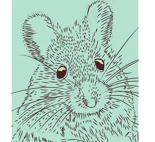 土拨鼠卡通老鼠