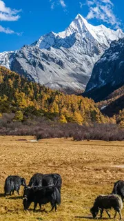 雪山下吃草的牛高清摄影图片 雪山下吃草的牛高清摄影图片