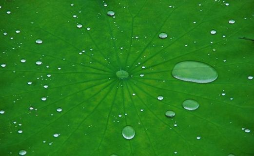 浮萍 露水图片