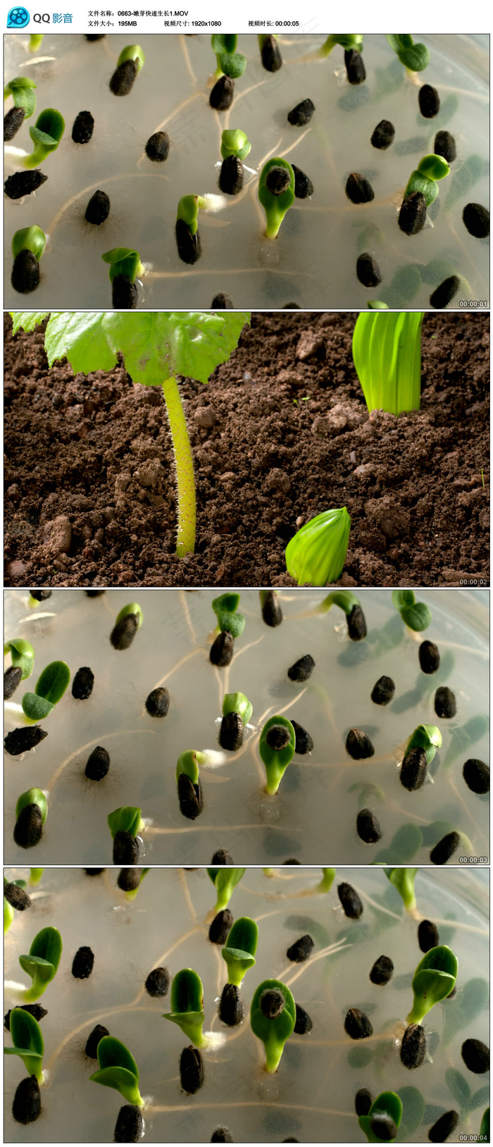 实拍植物生长嫩芽快速生长视频