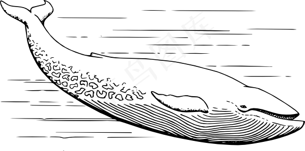 蓝鲸的剪辑艺术