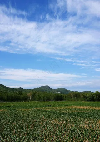 碧绿的原野图片