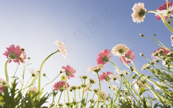 高清电脑桌面背景壁纸