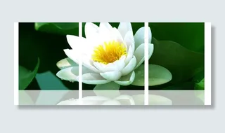 情系白莲 无框画图片