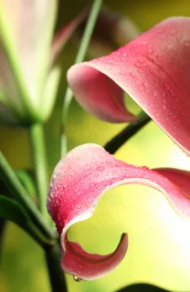 花瓣上的露珠图片 花瓣上的露珠图片