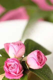 粉色玫瑰花静物设计素材 粉色玫瑰花静物设计素材