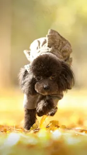 奔跑的小狗高清摄影图片