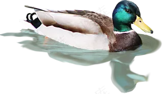 动物免抠png图片ps素材飞鸟