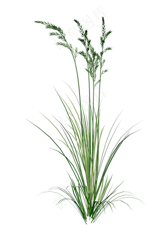 清新绿色草地草坪PNG免扣图片素材