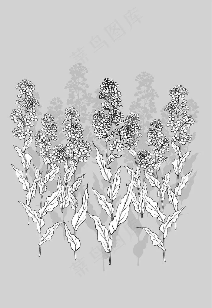 日本线描植物花卉矢量素材35（花椰...eps,ai矢量模版下载