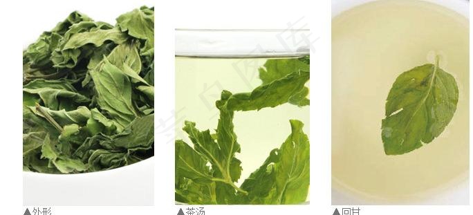 薄荷叶细节展示图片psd模版下载