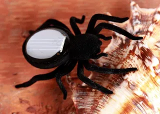 太阳能 蜘蛛图片