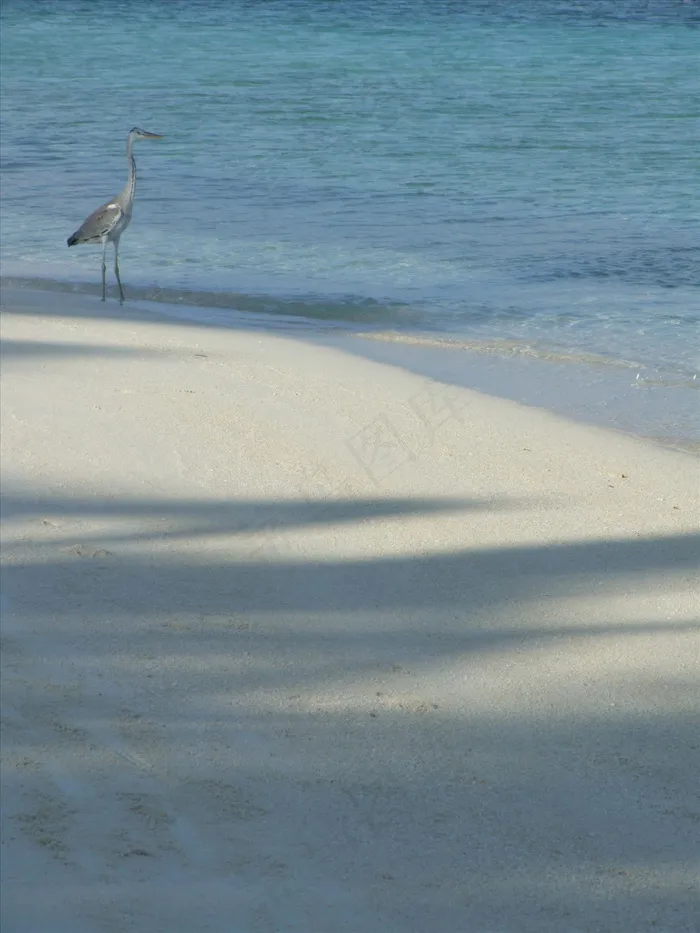 苍鹭 海滩 沙滩 水波图片