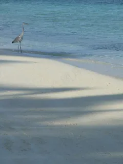 苍鹭 海滩 沙滩 水波图片
