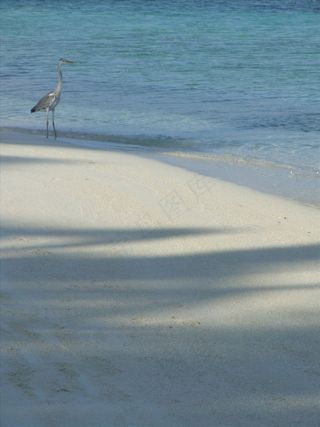 苍鹭 海滩 沙滩 水波图片