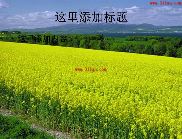 黄橙橙油菜花