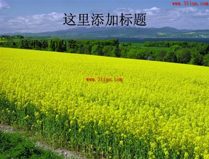 黄橙橙油菜花