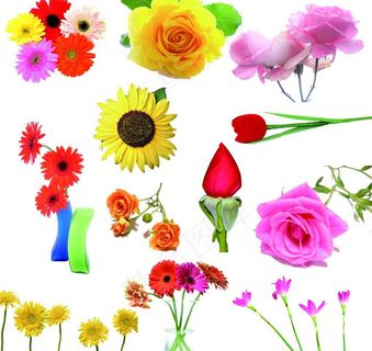 处理好的花图片