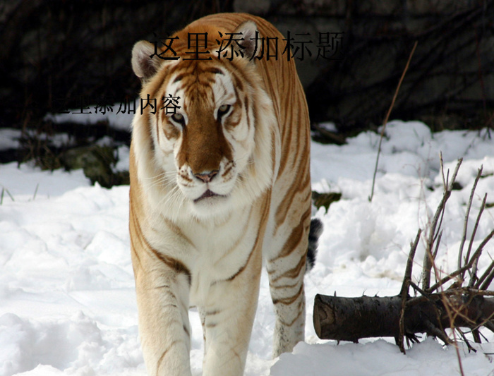 电脑ppt封面老虎王者写真图片(...