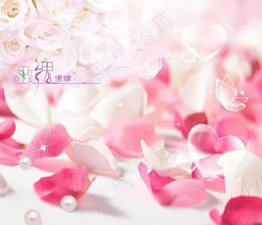 玫瑰情缘 玫瑰情缘