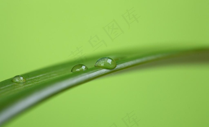 绿叶与水珠图片