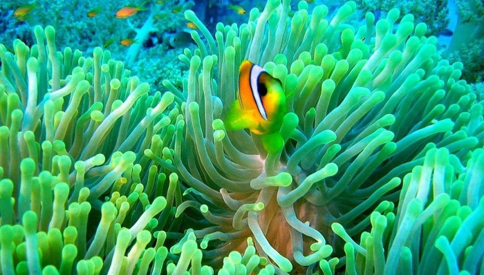 海底世界图片
